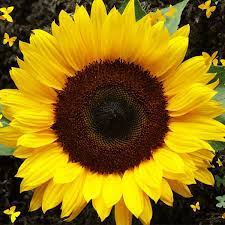 آفتابگردان زینتی  Sunflower